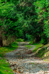 日本の深い森/Deep Forest of Japan