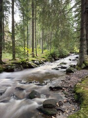 Fototapeta premium river in the forest