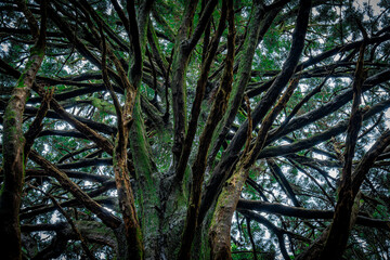 杉の大木　お化け杉/Big cedar tree in Japan