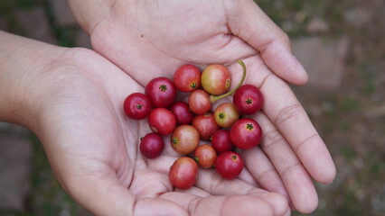 someone's hand holding fruit of the muntingia calabura or ( Malayan Cherry, Calabura, Cherry Tree, Jamaican Cherry, West Indian Cherry Tree, Kerukup-Siam, Buah Ceri, Panama Berry, Kersen, Talok )