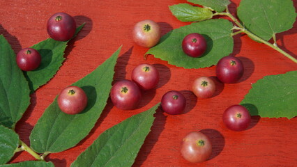 fruit of the muntingia calabura or ( Malayan Cherry, Calabura, Cherry Tree, Jamaican Cherry, West Indian Cherry Tree, Kerukup-Siam, Buah Ceri, Panama Berry, Kersen, Talok ) on red background