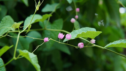 the antigonon leptopus plant or (Coral Vine, Bellísima, Corallita, Honolulu Creeper, Mexican Creeper, 珊瑚藤, air mata pengantin). nature theme background, pink and white flower