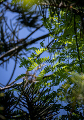 leaves against sky