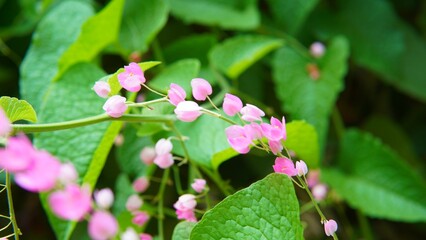 the antigonon leptopus plant or (Coral Vine, Bellísima, Corallita, Honolulu Creeper, Mexican Creeper, 珊瑚藤, air mata pengantin). nature theme background, pink and white flower