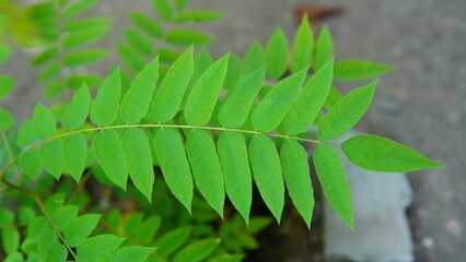 starfruit leaves. Averrhoa bilimbi (Bilimbi, Belimbing Buloh, Cucumber Tree, Belimbing, 木胡瓜, Belimbing wuluh). nature theme. plant theme. leaf theme.