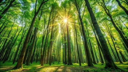 Fototapeta premium Blurry background of a forest with tall green trees and sunlight filtering through the leaves, forest, trees, green