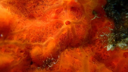 Red encrusting sponge or orange-red encrusting sponge (Crambe crambe) extreme close-up undersea, Aegean Sea, Greece, Syros island, Azolimnos beach