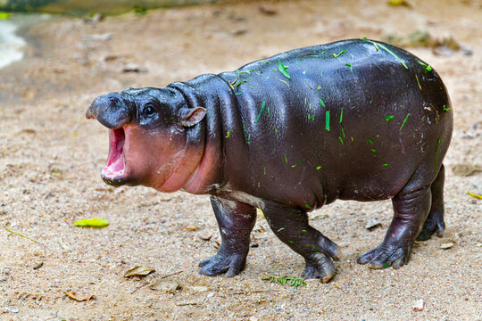 A female dwarf Pygmy hippo , Khao Kheow Open Zoo in Chonburi Thailand
