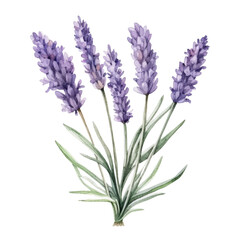 Naklejka premium Beautiful Lavender Plant with Purple Flowers and Green Leaves
