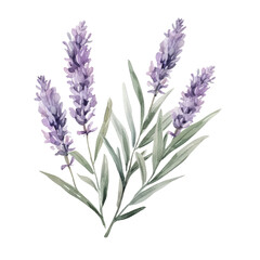 Naklejka premium Beautiful Lavender Plant with Stems and Purple Flowers Displayed.