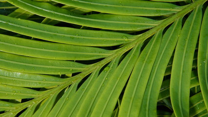 texture background of wet Cycas leaves. nature and plant theme background. Cycas or (King Sago, pakis haji) © Ageng Arifian