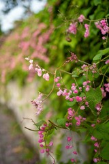 Close-up of Pink Flowers on a Lush Green Vine with Soft Focus Background