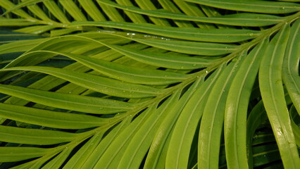 texture background of wet Cycas leaves. nature and plant theme background. Cycas or (King Sago, pakis haji) © Ageng Arifian
