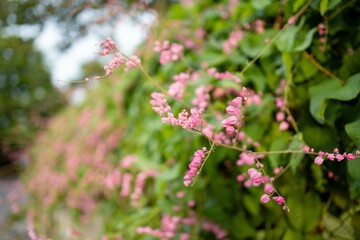 Close-up of Pink Flowers on a Lush Green Vine with Soft Focus Background