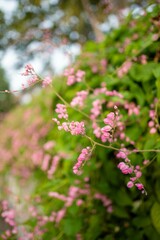 Close-up of Pink Flowers on a Lush Green Vine with Soft Focus Background