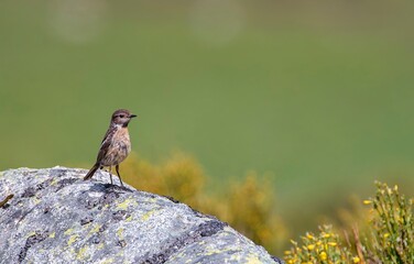 European Stonechat perched on a rock.