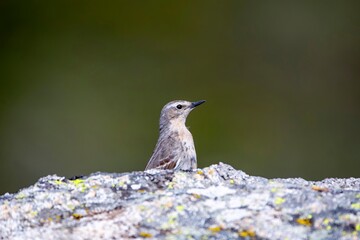 Water pipit, anthus spinoletta on green background.