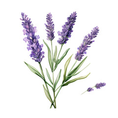 Obraz premium Blooming Lavender Plant with Delicate Purple Flowers and Foliage