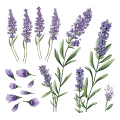 Obraz premium Botanical of Lavender Flowers and Leaves Arrangement
