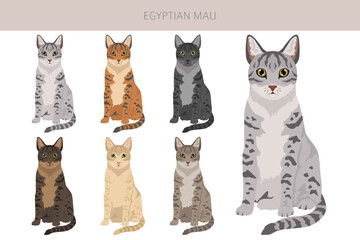 Egyptian Mau Cat clipart. All coat colors set.  All cat breeds characteristics infographic. Vector illustration