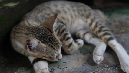 Obraz premium brown cat sleeping on the floor