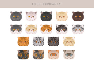 Exotic Shorthair Cat clipart. All coat colors set.  All cat breeds characteristics infographic. Vector illustration