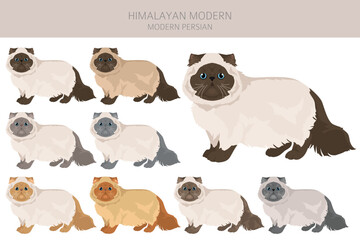 Obraz premium Himalayan Persian Cat clipart. Modern type. All coat colors set. All cat breeds characteristics infographic. Vector illustration