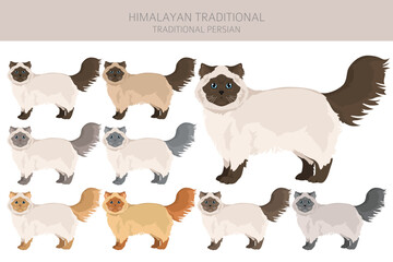 Himalayan Persian Cat clipart. Traditional type. All coat colors set.  All cat breeds characteristics infographic. Vector illustration