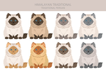 Himalayan Persian Cat clipart. Traditional type. All coat colors set.  All cat breeds characteristics infographic. Vector illustration