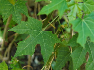 Cnidoscolus aconitifolius (chaya, Tree spinach, Spinach tree, Tread softly, Cabbage star, Ortiga, Pica, and Spurge nettle). green leaves of the chaya plant. plant background. nature background
