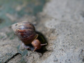 snails crawling on the floor