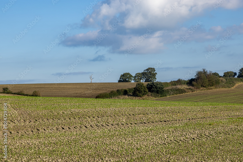 Wall mural a rural farm landscape near hamsey in the sussex countryside