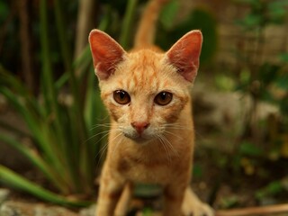 cute face of orange cat. cat gaze. orange fur kitten. domestic cat. animal theme. pet theme. cat in the yard