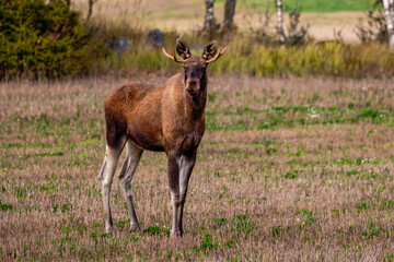 moose in the wild