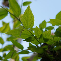 green leaves of the muntingia calabura or ( Buah Cheri, Malayan Cherry, Calabura, Cherry Tree, Jamaican Cherry, West Indian Cherry Tree, Kerukup-Siam, Buah Ceri, Capulin, Panama Berry, Kersen, Talok )