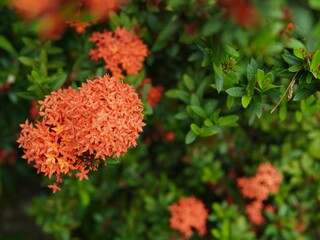 Ixora javanica flowers (Javanese Ixora, Jungle Flame, Jungle Geranium, Red Ixora, Soka Jawa). Blooming red Ixora javanica flowers. red flowers bloom. floral themes. plant and nature background