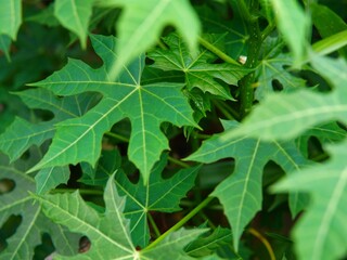 Cnidoscolus aconitifolius (chaya, Tree spinach, Spinach tree, Tread softly, Cabbage star, Ortiga, Pica, and Spurge nettle). green leaves of the chaya plant. plant background. nature background