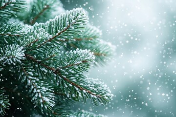 Fototapeta premium A snowy winter background with snowflakes and pine branches, creating an atmosphere of Christmas and New Year celebration. Winter.