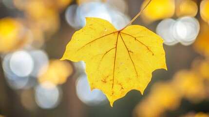 Obraz premium A single yellow leaf hangs from a branch, illuminated by the sunlight with a blurred background of other leaves.