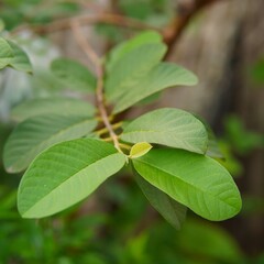 green leaves and twigs of the guava plant. nature theme. plant theme. natural background. leaf background