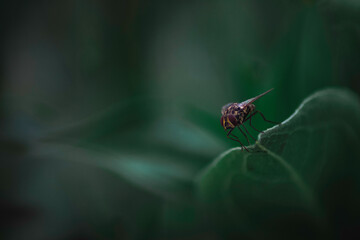 Macro shot of a fly on a leaf