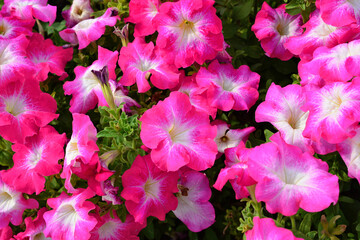 a bunch of pink and white petunias with green leaves top view 