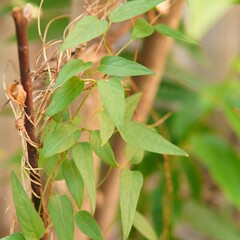 Paederia foetida ( skunkvine, stinkvine, Chinese fever vine, Daun kentut ). herbal plant. stinkvine plant to treat various types of diseases. nature background. plant background