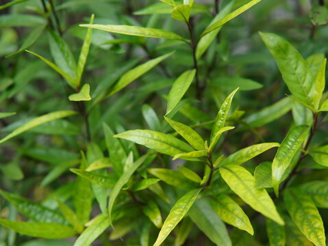 green leaves background. A herbal plant called Justicia gendarussa or (Gandarusa, Willow-leaved Justicia, Water Willow, Daun Rusa, Garda Rusa, Ganda Rusa). plant background. natural background.