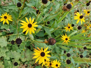 Sonnenhutpflanze -Echinacea