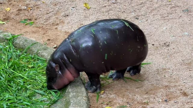 A female dwarf Pygmy hippo in Khao Kheow Open Zoo , Chonburi Thailand