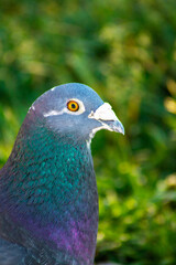 Close up of a colorful pigeon