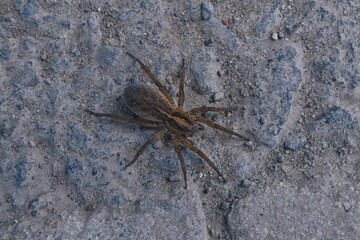 Trochosa ruricola, a spider whose common name is the country wolf spider.