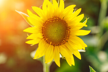 Sunflower flower on agriculture field, growing sunflower for production.