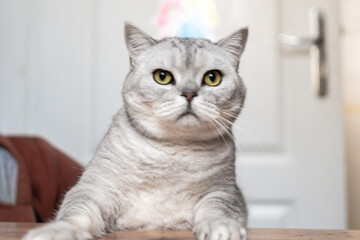 Cat, Portrait, Home - Close-up of a gray and white tabby cat looking directly at the camera in a home setting.